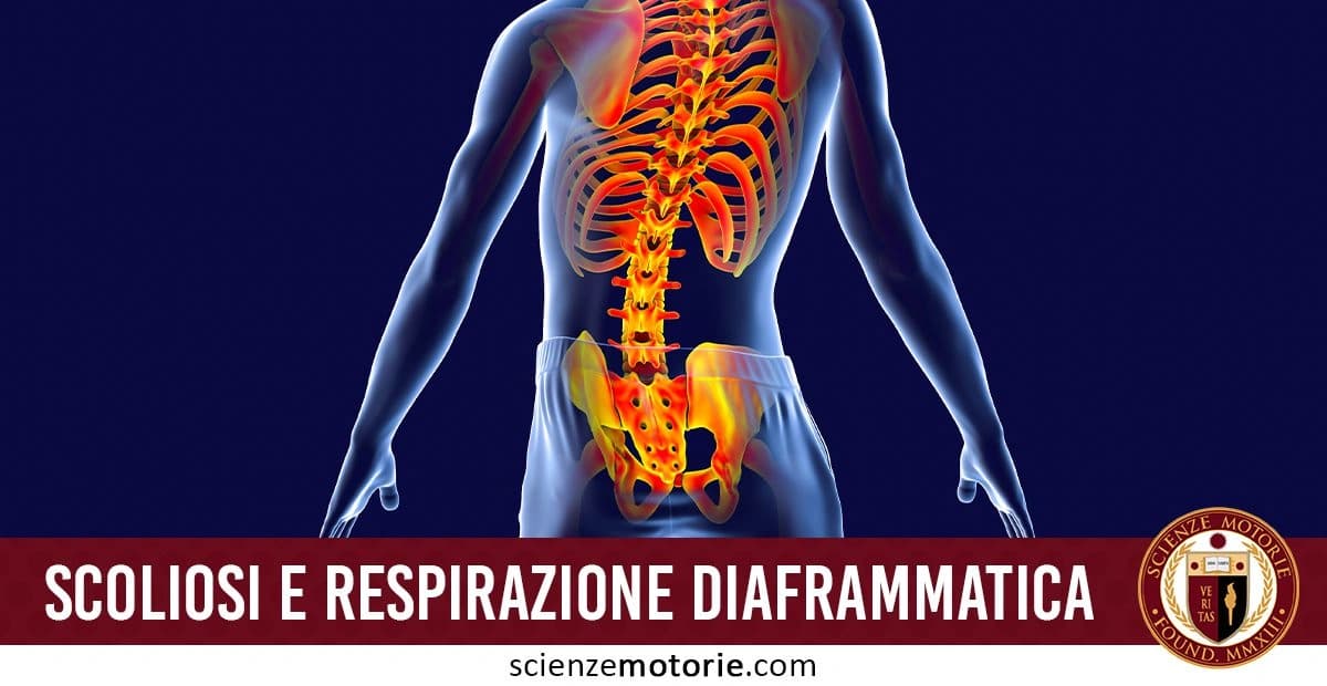 Illustrazione anatomica del corpo umano visto di spalle, con la colonna vertebrale e le ossa toraciche evidenziate in colori vividi su sfondo scuro. l'immagine è accompagnata dalla scritta "Scoliosi e respirazione diaframmatica" e dal logo di ScienzeMotorie.com
