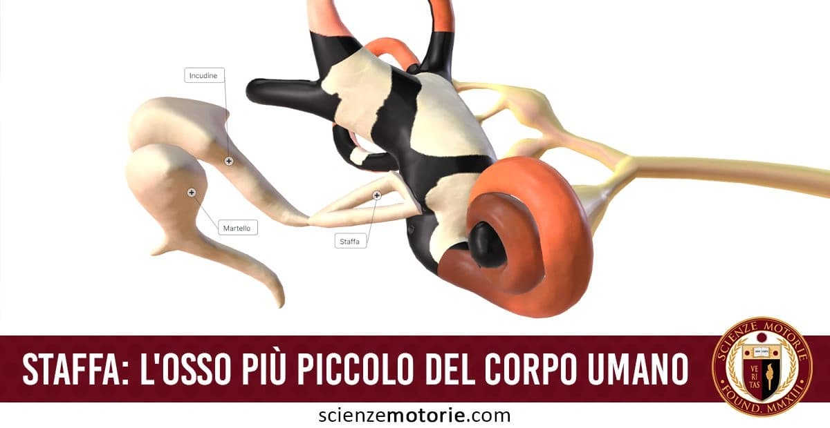 L'immagine mostra una rappresentazione grafica delle ossa dell'orecchio umano, con etichette che indicano l'incudine, il martello e la staffa. La didascalia sottostante spiega che la staffa è l'osso più piccolo del corpo umano. La parte inferiore dell'immagine include il logo di Scienze Motorie.com