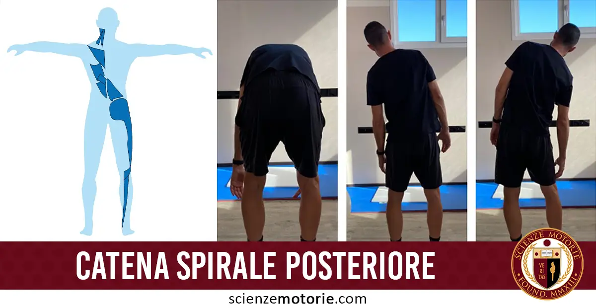 Illustrazione anatomica parti anatomiche evidenziati in blu e sequenza di immagini di una persona in abbigliamento sportivo nero che esegue esercizi di flessione laterale e in avanti. l'immagine è accompagnata dalla scritta "Catena spirale posteriore" e dal logo di ScienzeMototire.com