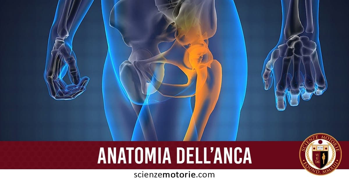 Rappresentazione anatomica del corpo umano con focus sull’anca evidenziata in arancione, scheletro blu traslucido e testo “ANATOMIA DELL’ANCA” con logo Scienze Motorie.