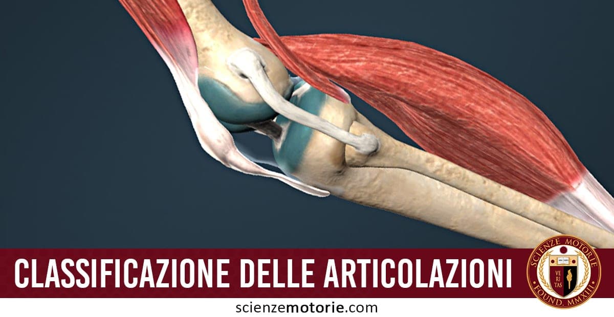 Illustrazione anatomica dettagliata di un’articolazione umana, con muscoli, ossa e legamenti del ginocchio.