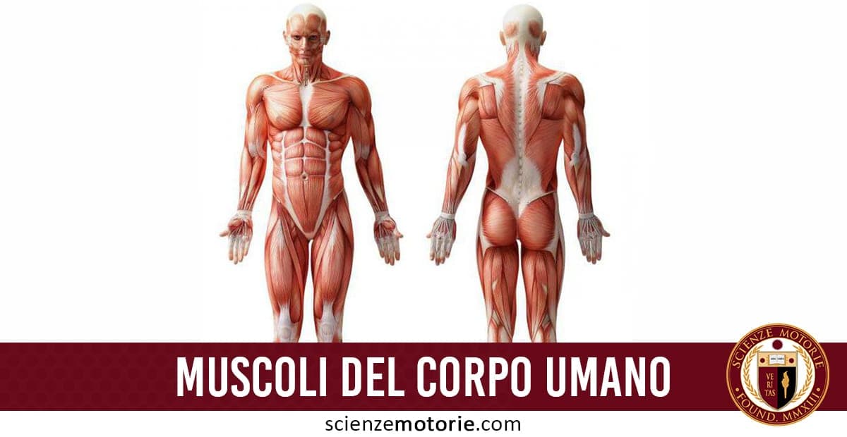 Illustrazione dettagliata dei muscoli del corpo umano con viste anteriore e posteriore, con scritta "MUSCOLI DEL CORPO UMANO" e logo "SCIENZE MOTORIE".