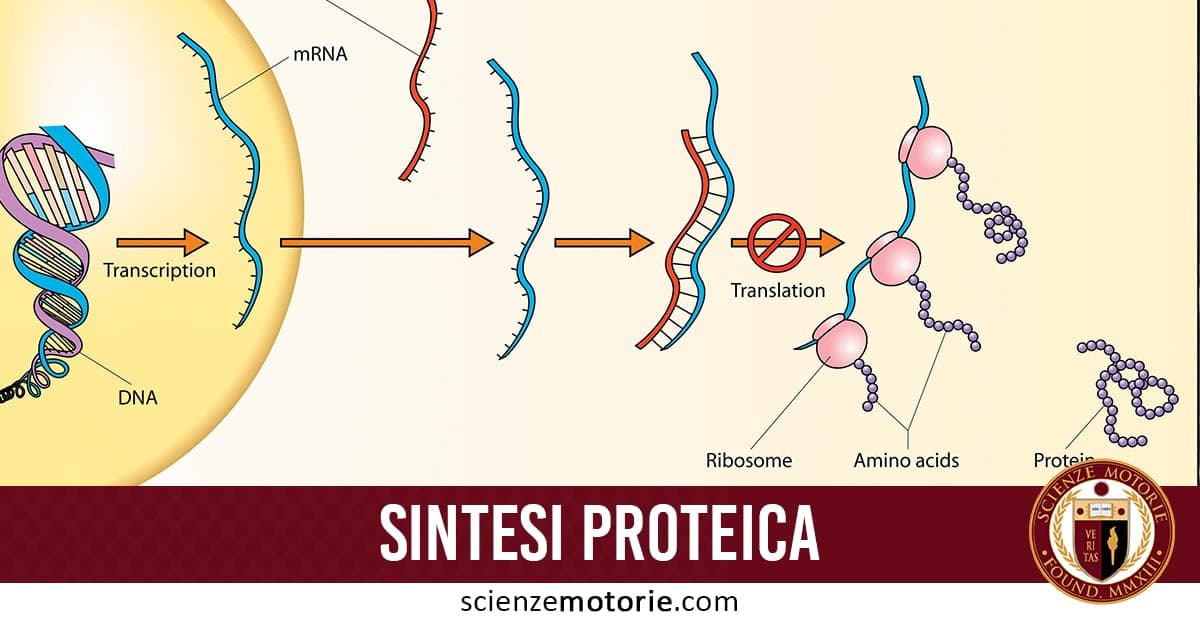 Immagine didattica sulla sintesi proteica: il DNA viene trascritto in mRNA, poi tradotto dai ribosomi in una catena di amminoacidi. Le annotazioni indicano le fasi chiave. In basso, il titolo “SINTESE PROTEICA” e il logo di scienzemotorie.com