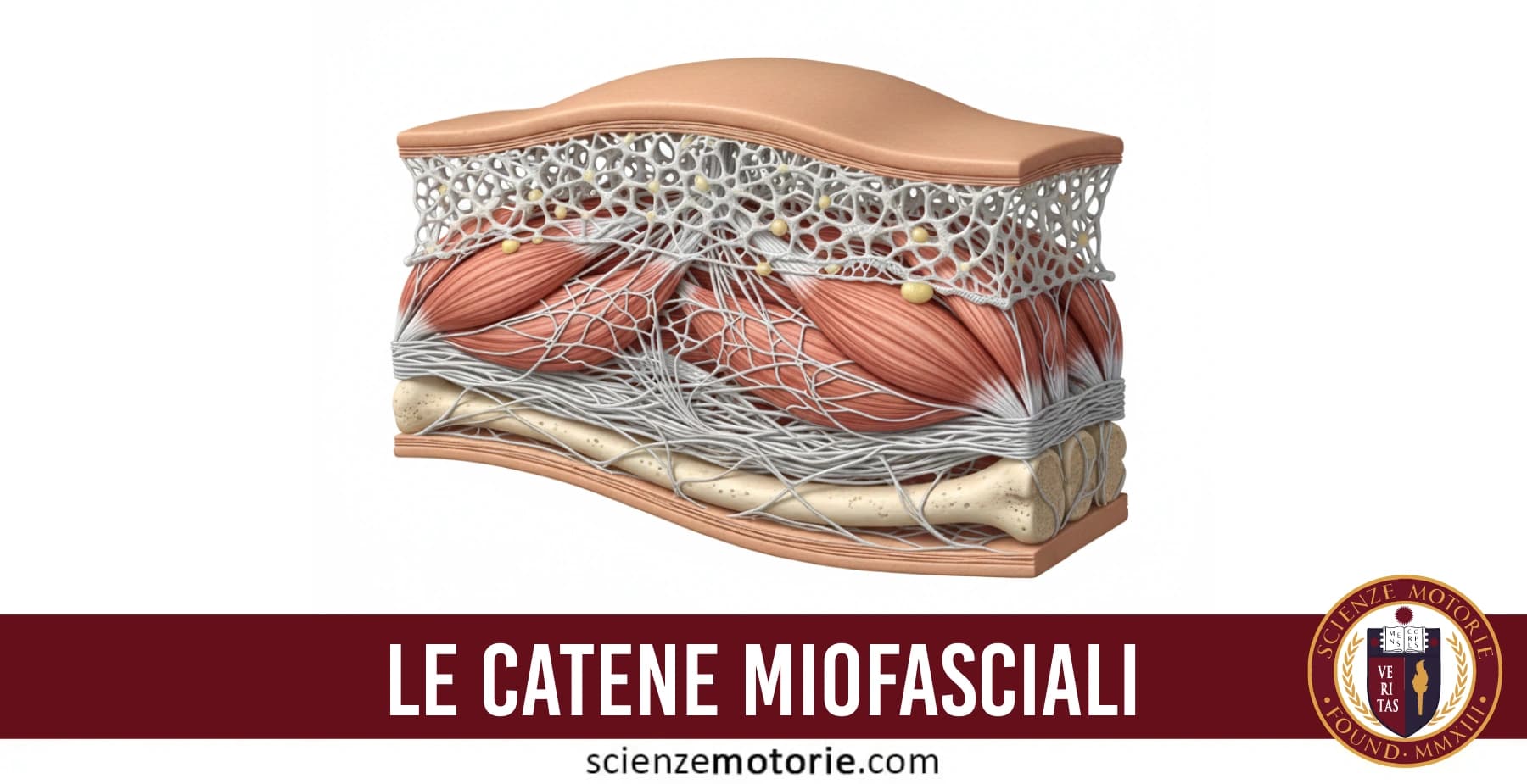 Modello 3D di pelle, fascia e muscoli che illustra le catene miofasciali e l’effetto della coppettazione.
