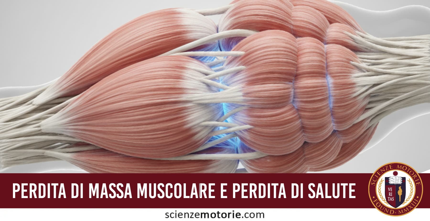 Illustrazione anatomica dei fasci muscolari che rappresenta la perdita di massa muscolare e il suo impatto sulla salute