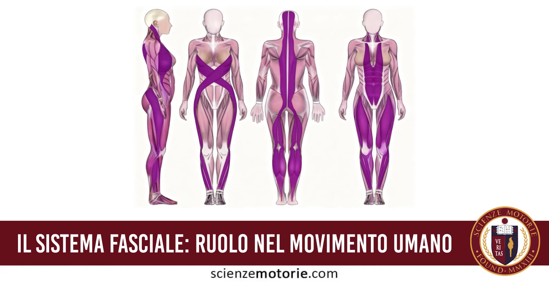Illustrazione anatomica delle catene miofasciali che mostra il ruolo del sistema fasciale nel movimento umano