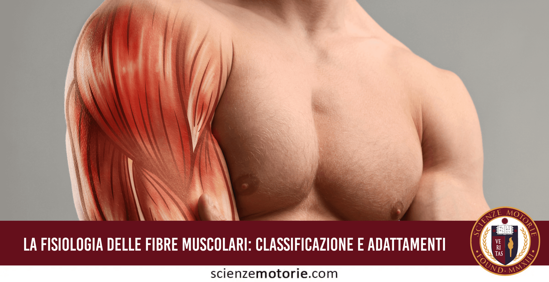 Diagramma scientifico sulla classificazione delle fibre muscolari umane e sistema nervoso.