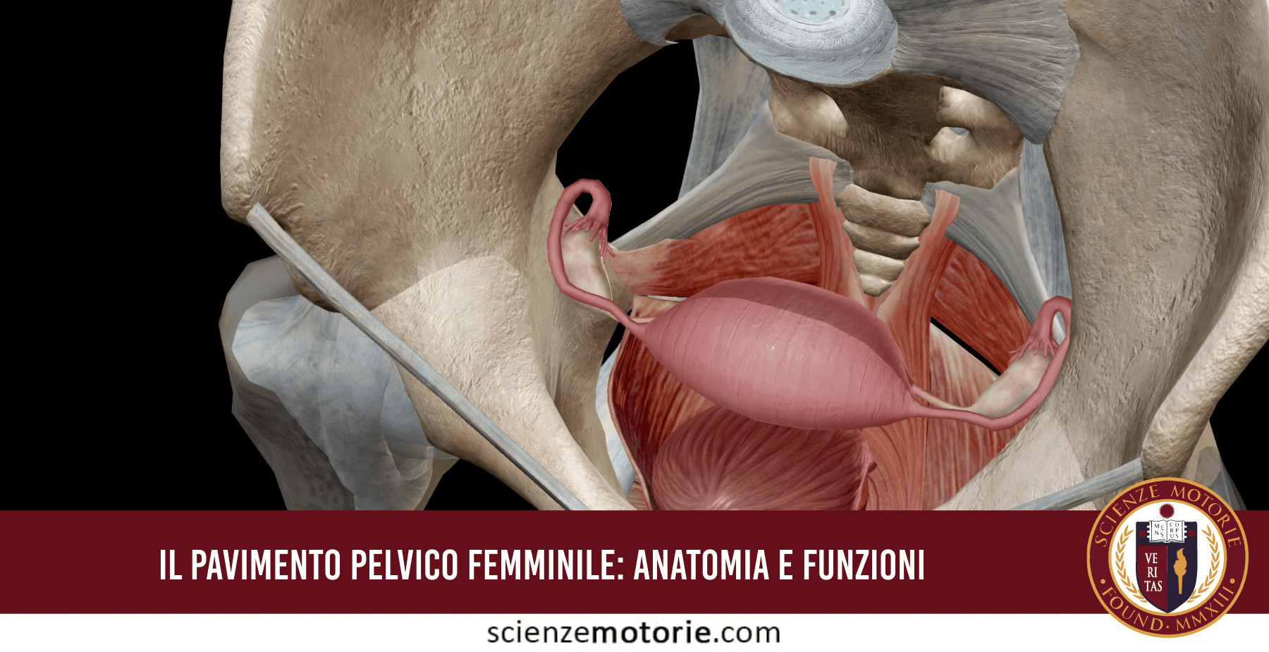 Rappresentazione anatomica 3D del pavimento pelvico femminile con evidenza dell'utero e delle strutture muscolari di sostegno.