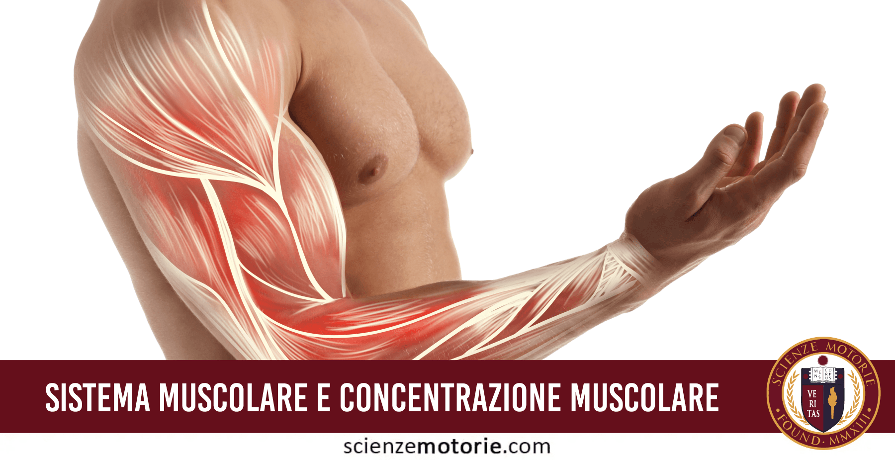 Sistema muscolare e contrazione muscolare