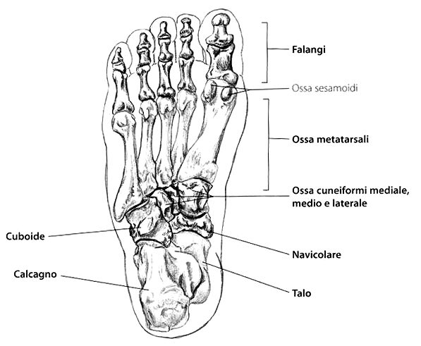 Ossa del piede