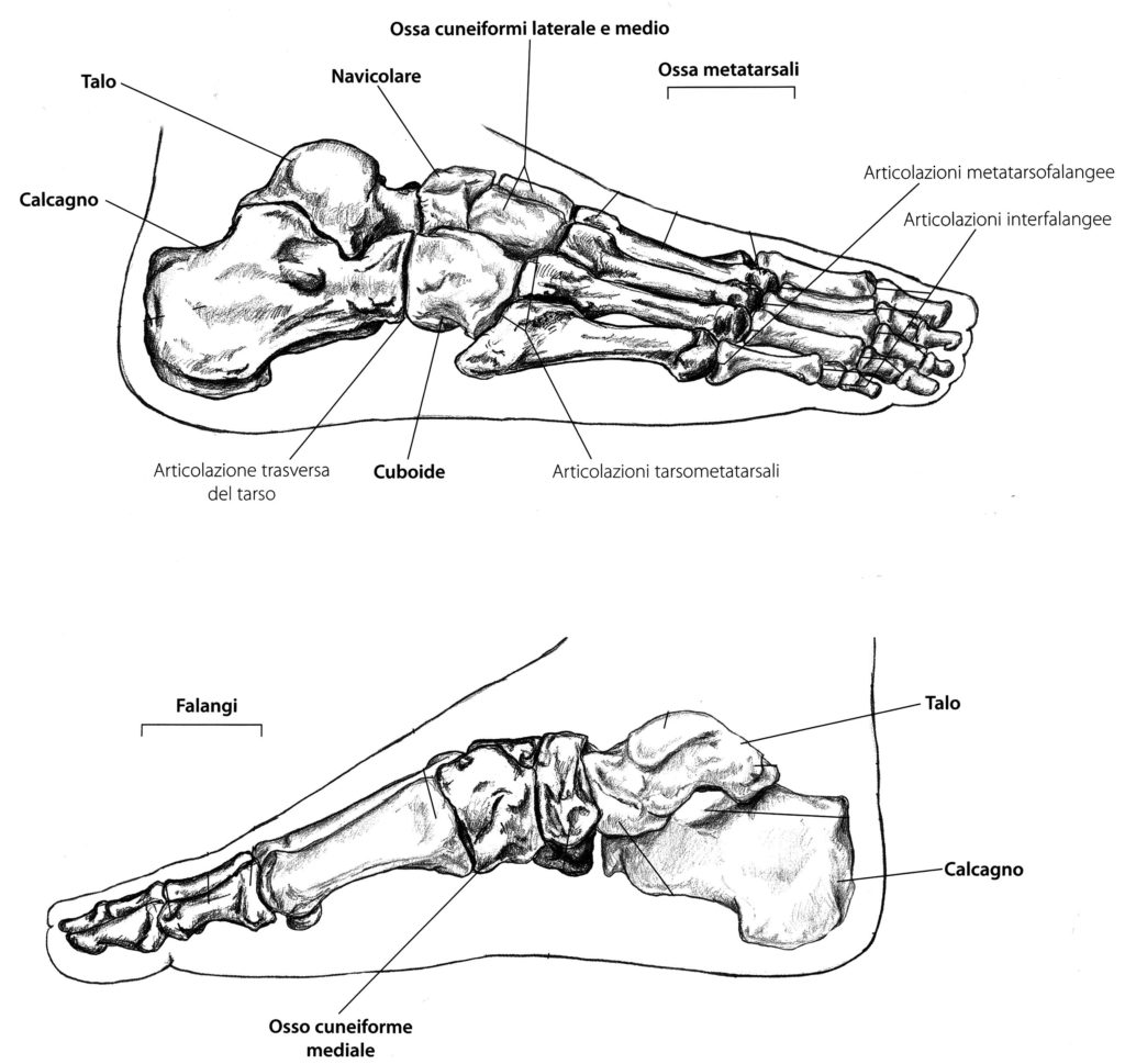 Ossa del piede vista laterale e mediale