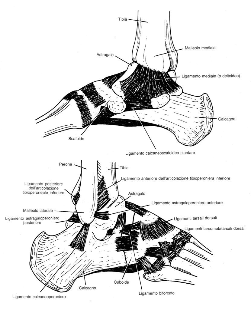 Articolazioni del piede