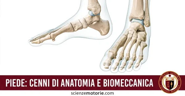 piede - cenni di anatomia e biomeccanica